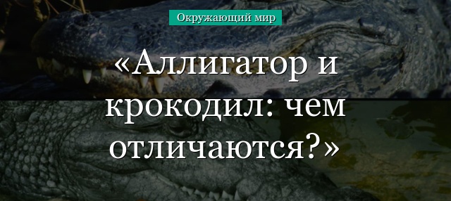 Аллигатор и крокодил: чем отличаются?