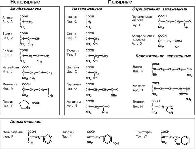 Аминокислоты