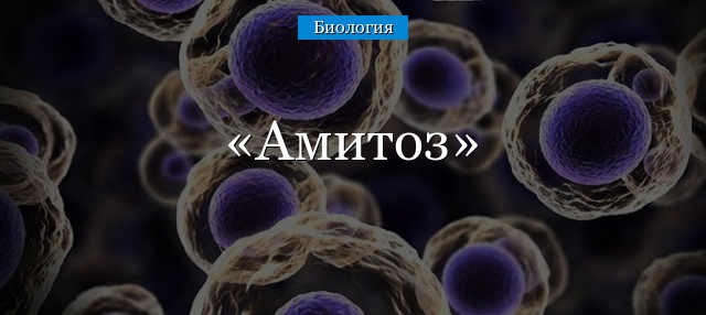 Амитоз