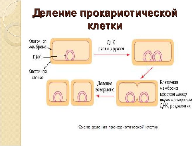 Амитоз