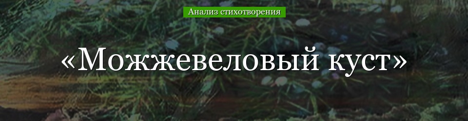 Анализ стихотворения «Можжевеловый куст» Заболоцкого