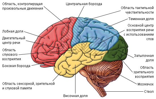 Анализаторы человека