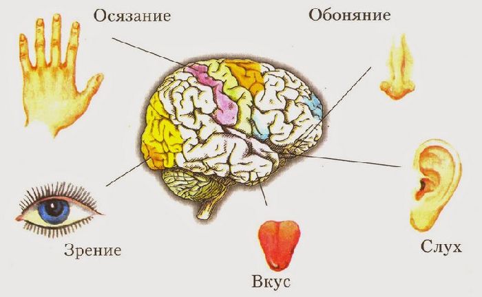 Анализаторы человека