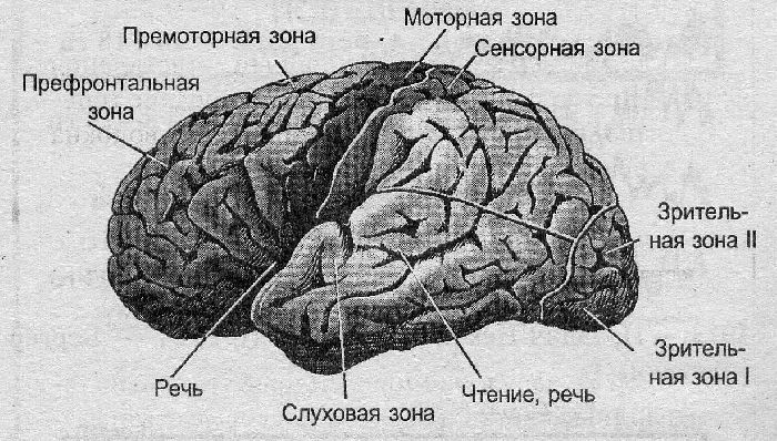 Анализаторы человека (таблица)