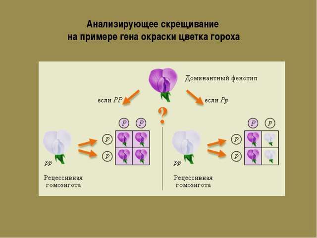 Анализирующее скрещивание