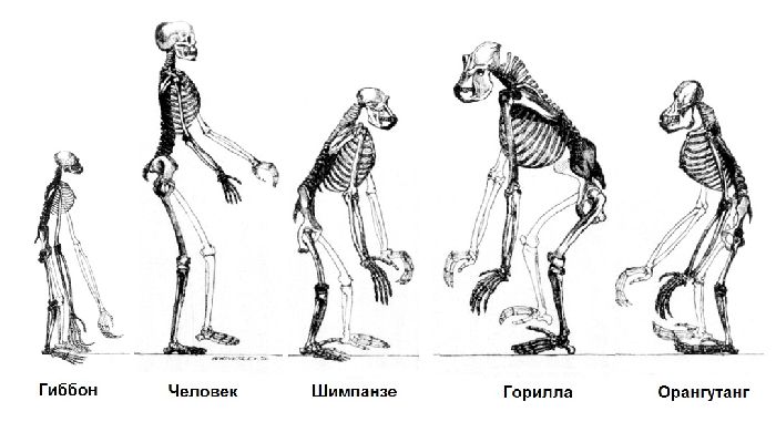 Антропогенез