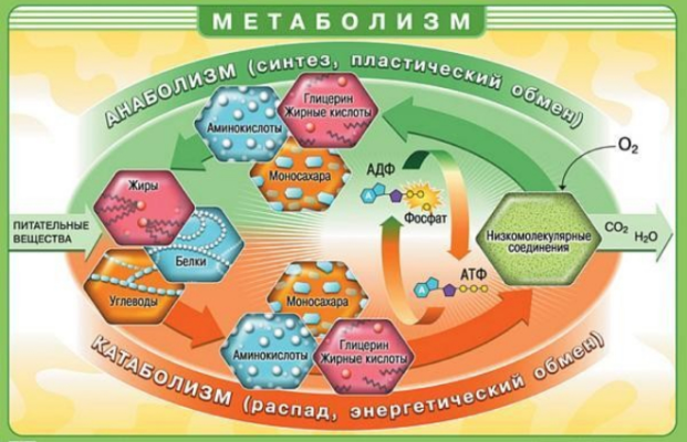 Ассимиляция и диссимиляция