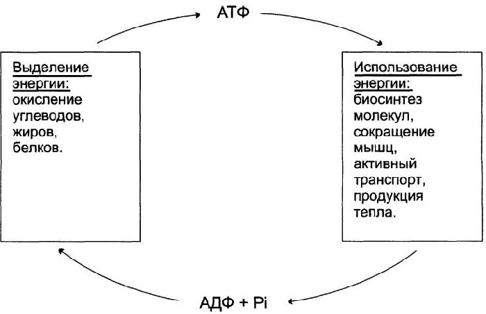 АТФ