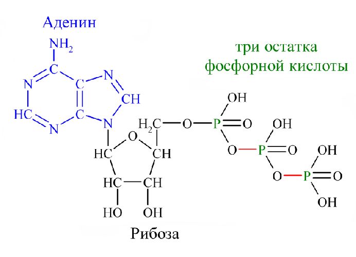 АТФ