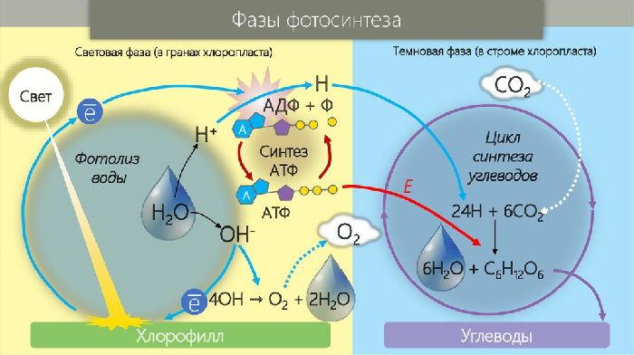 Автотрофное питание