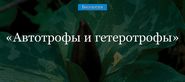 Автотрофы и гетеротрофы