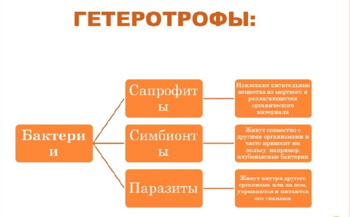 Автотрофы и гетеротрофы