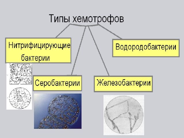 Автотрофы и гетеротрофы