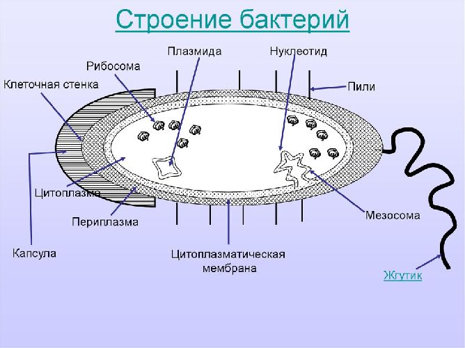 Бактерии