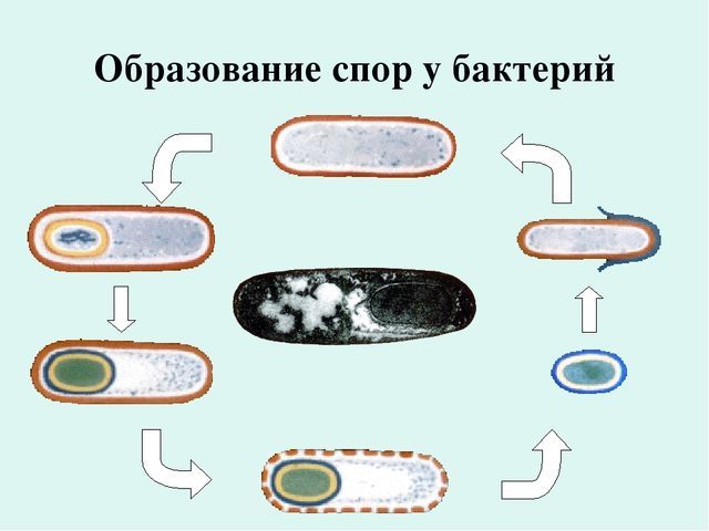 Бесполое размножение