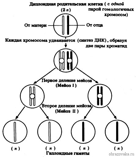 Биологическое значение мейоза