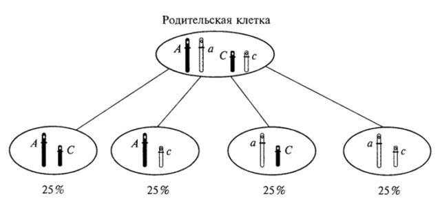 Биологическое значение мейоза