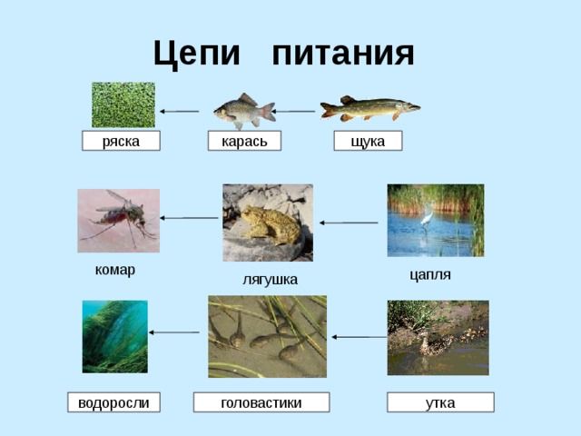 Биотические факторы