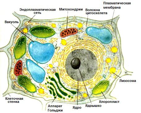 Царства живых организмов