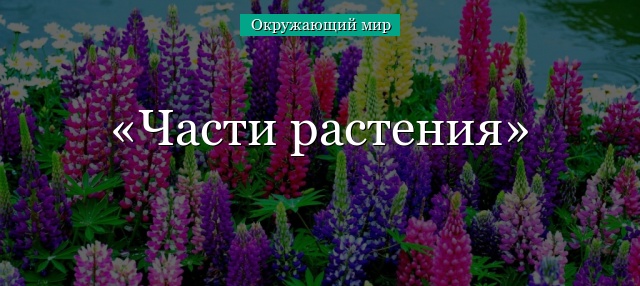 Части растения