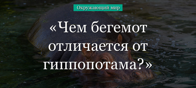 Чем бегемот отличается от гиппопотама?