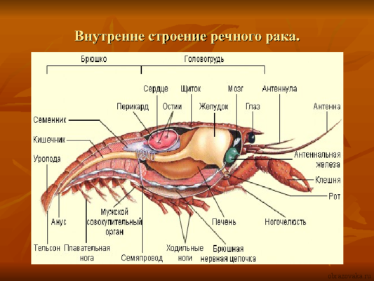 Чем отличаются Членистоногие от других беспозвоночных