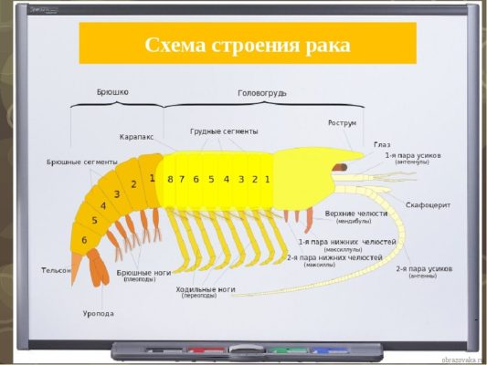 Чем отличаются Членистоногие от других беспозвоночных