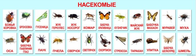 Членистоногие насекомые