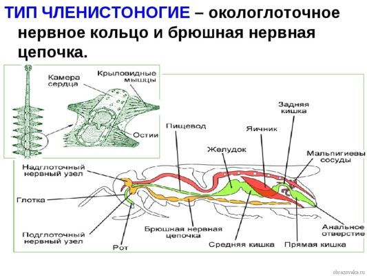 Членистоногие – общая характеристика типа