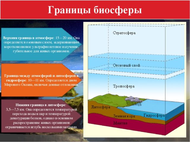 Что такое биосфера?