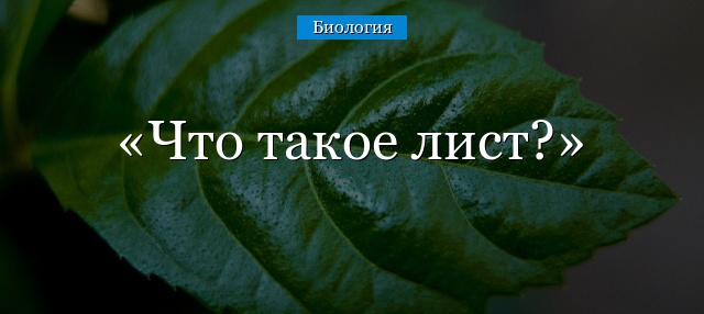 Что такое лист?