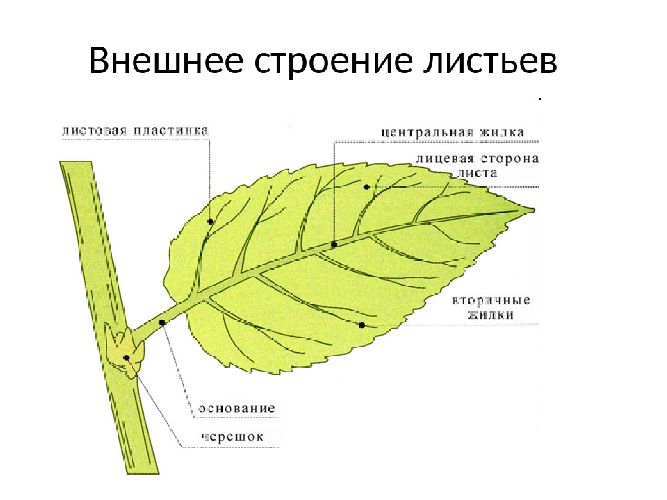 Что такое лист?