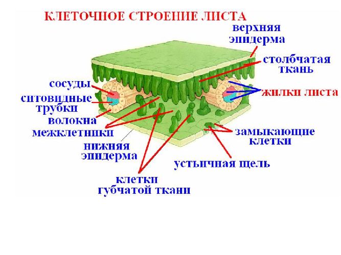 Что такое лист?