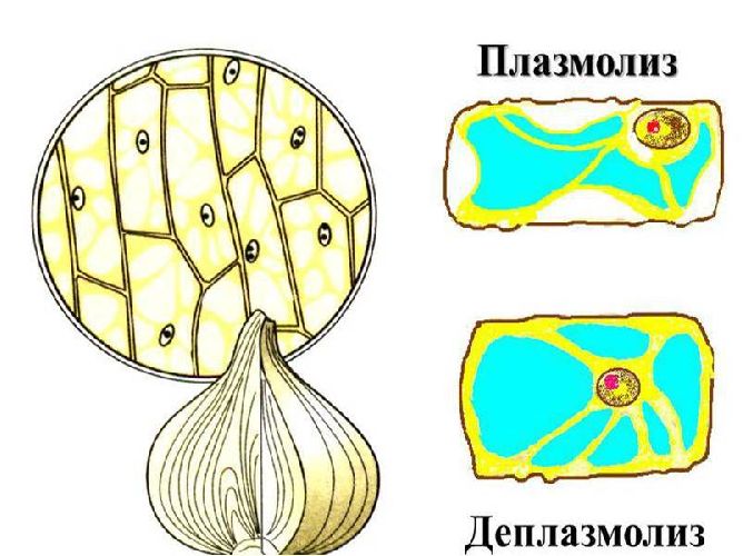 Цитоплазма живой клетки