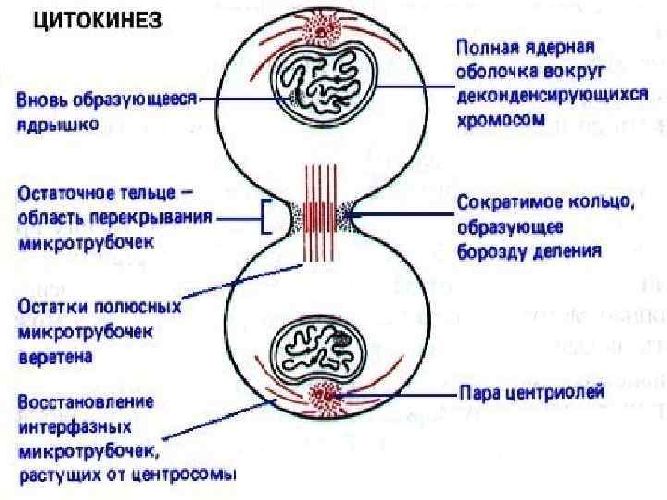 Цитоплазма живой клетки