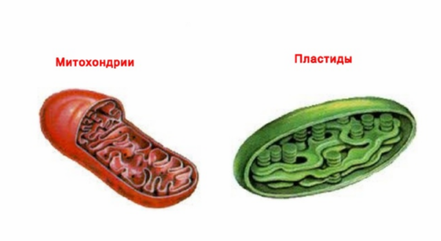 Цитоплазматическая наследственность