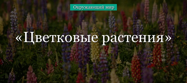 Цветковые растения