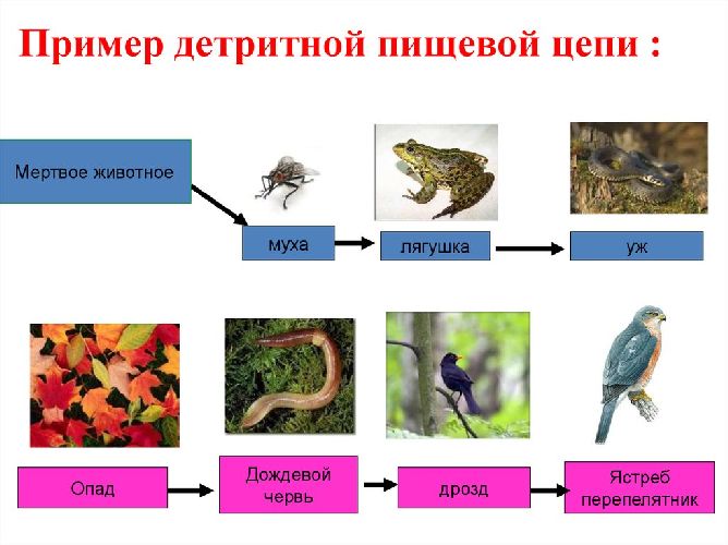 Детритная пищевая цепь