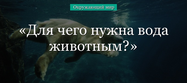 Для чего нужна вода животным?