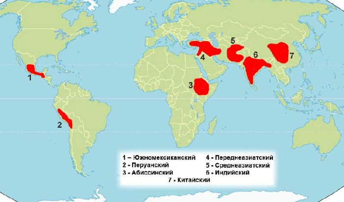 Древние цивилизации