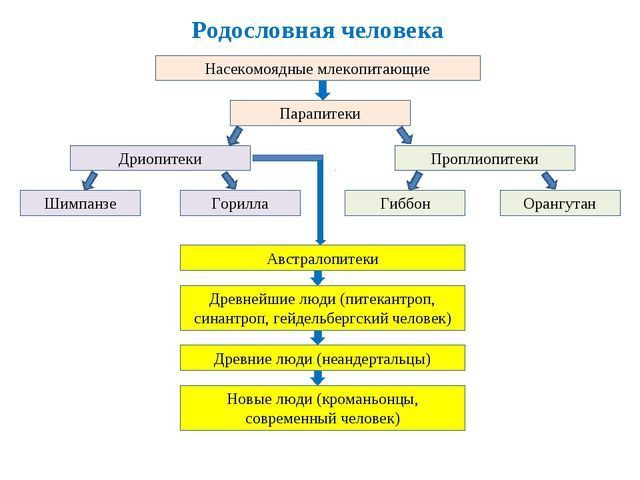 Движущие силы антропогенеза