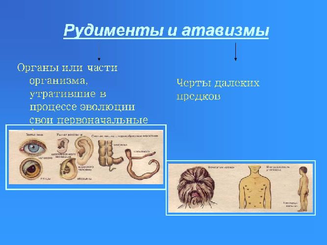 Движущие силы антропогенеза