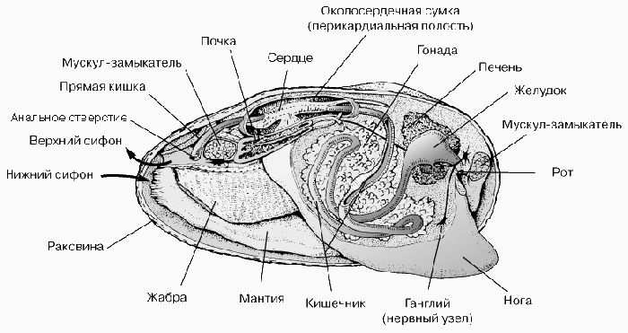 Двустворчатые моллюски