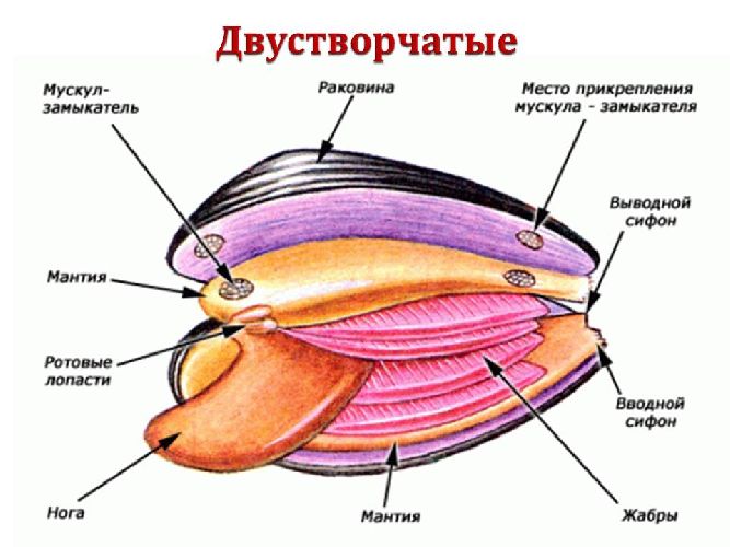 Двустворчатые моллюски