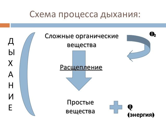 Дыхание