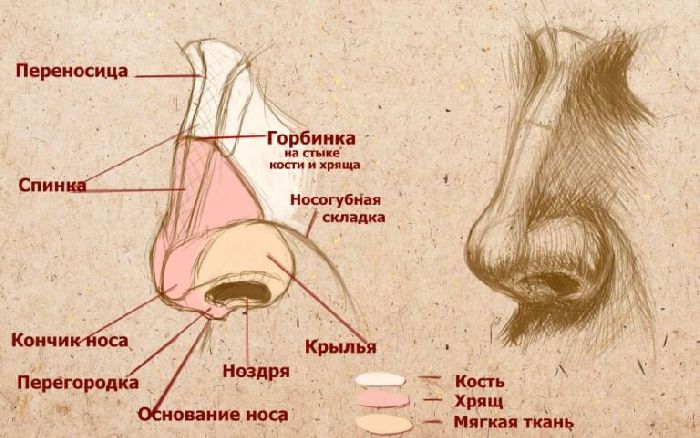 Дыхательная система человека