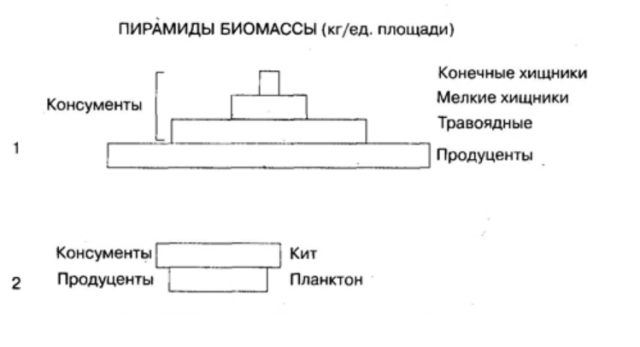 Экологическая пирамида