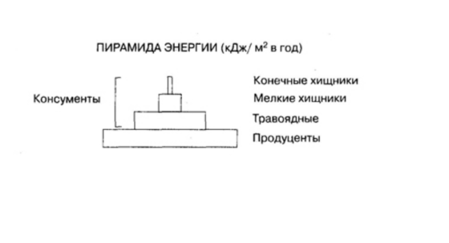 Экологическая пирамида