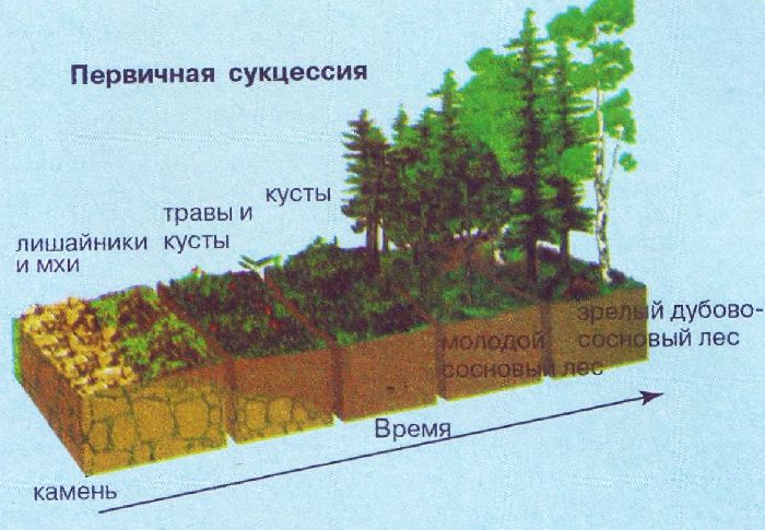 Экологическая сукцессия