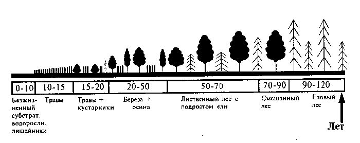 Экологическая сукцессия